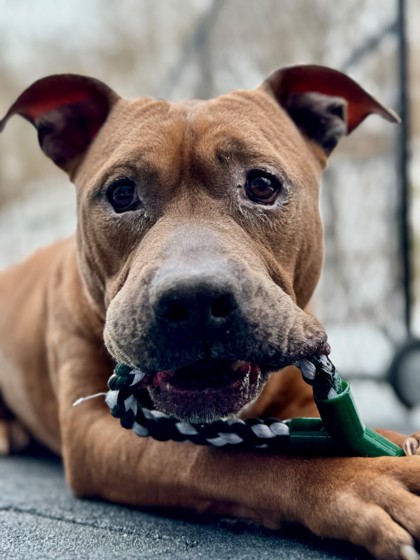 DESMOND - Pit Bull Terrier / Mix available for adoption