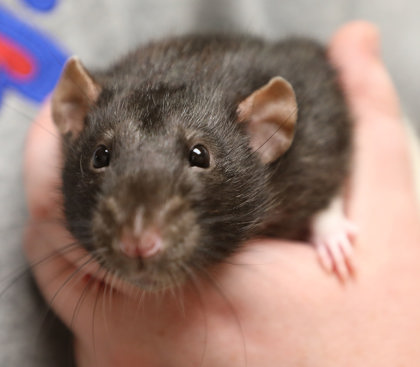 SPAWN - Rat / Rat available for adoption