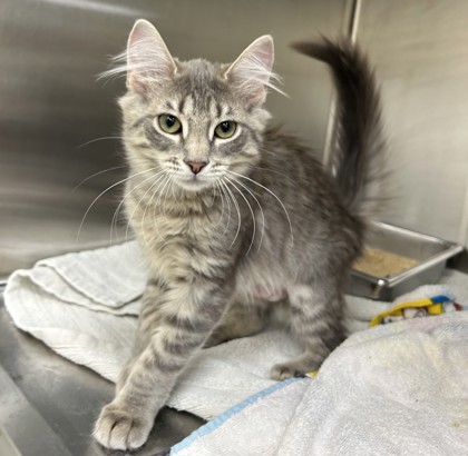 ZARA - Domestic Medium Hair / Mix available for adoption