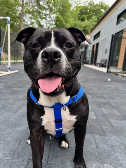 BLUTO - American Pit Bull Terrier / Mix available for adoption