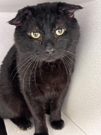 SAL - Domestic Shorthair / Mix available for adoption