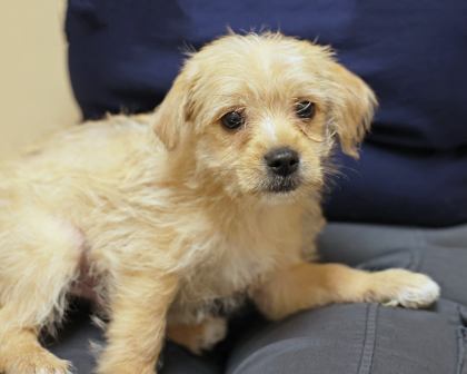 NADO - Mixed Breed, Small (under 24 lbs fully grown) / Mix available for adoption