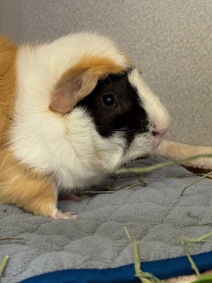 APRICOT - Guinea Pig / Guinea Pig available for adoption