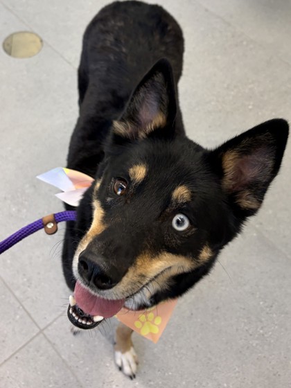 AKIRA - Siberian Husky / Mix available for adoption