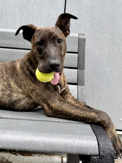 BOOGIE - Mixed Breed, Medium (up to 44 lbs fully grown) / Mix available for adoption