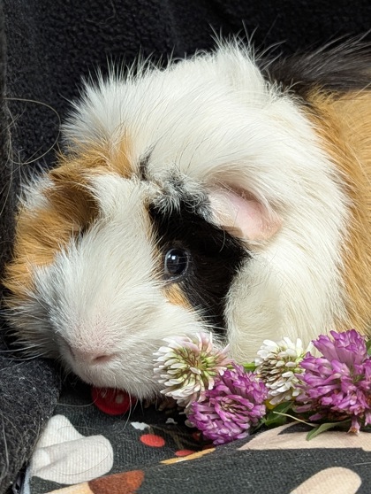 LUMPY - Guinea Pig / Guinea Pig available for adoption