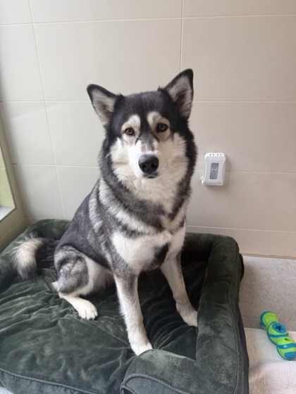 ATHENA - Siberian Husky / Mix available for adoption