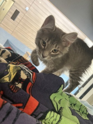WHISPER - Domestic Medium Hair / Mix available for adoption
