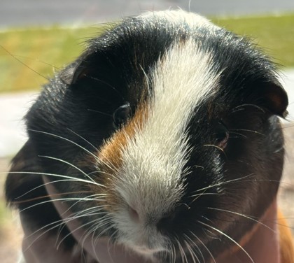 PUA - Guinea Pig / Guinea Pig available for adoption