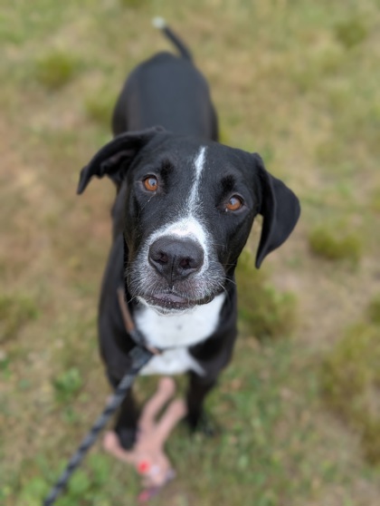 DONATELLO - Labrador Retriever / Mix available for adoption
