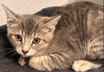 MERRIE - Domestic Shorthair / Mix for adoption in Hartford