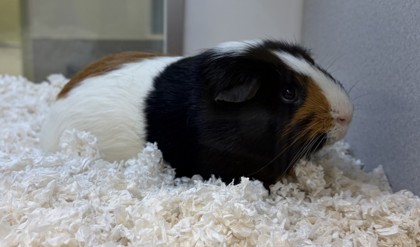 PUA - Guinea Pig / Guinea Pig available for adoption