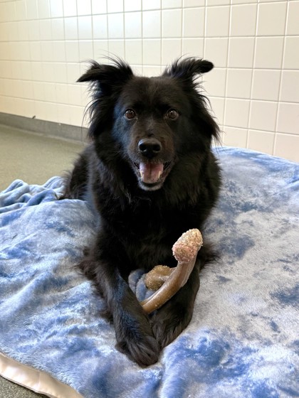 WESLEY - Chow Chow / Mix available for adoption