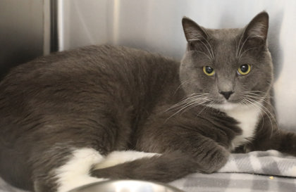 ASH - Domestic Shorthair / Mix available for adoption