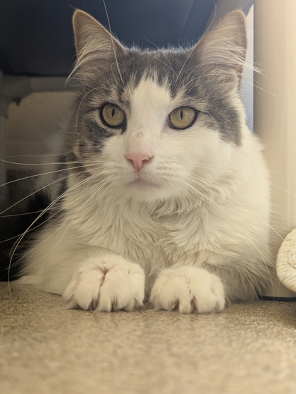 PERSEUS - Domestic Shorthair / Mix available for adoption