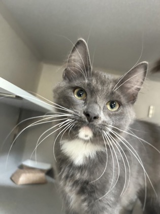 SONNY - Domestic Medium Hair / Mix available for adoption