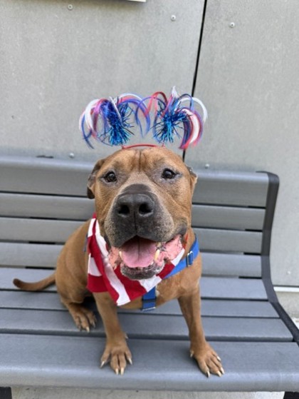 DESMOND - Pit Bull Terrier / Mix for adoption in New Haven