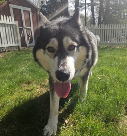 ATHENA - Siberian Husky / Mix available for adoption