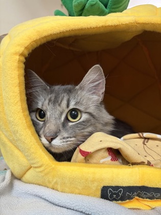 CHANEL - Domestic Longhair / Mix available for adoption