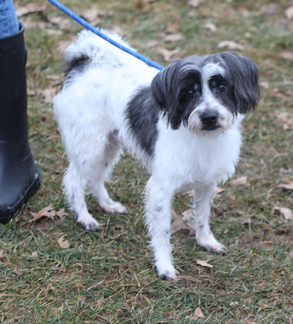 MIKE - Lhasa Apso / Mix available for adoption