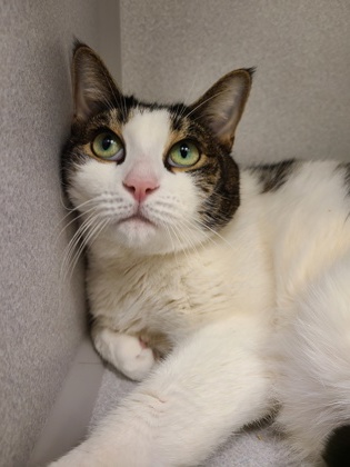 PATRA - Domestic Shorthair / Mix for adoption in Hartford