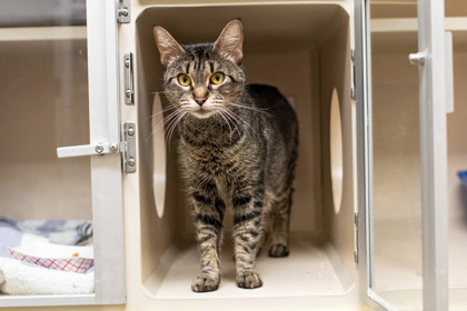 MOLLY - Domestic Shorthair / Mix available for adoption