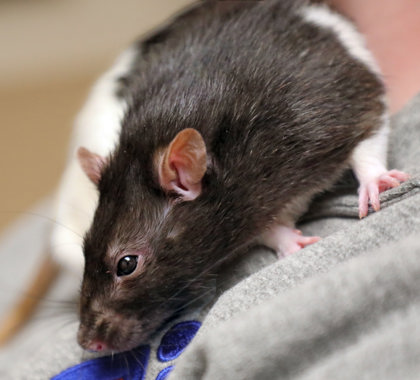 RIBS - Rat / American available for adoption