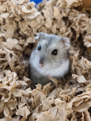 HENRY - Hamster / Hamster available for adoption
