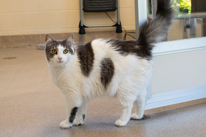 PERSEUS - Domestic Shorthair / Mix available for adoption