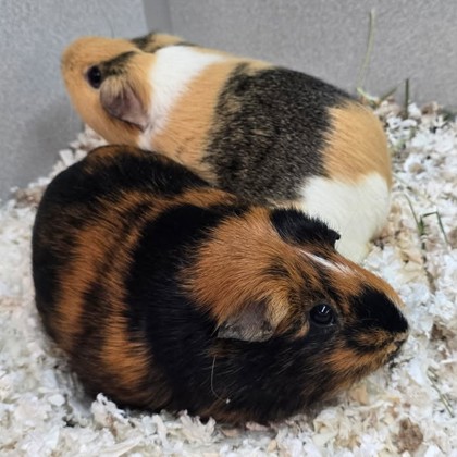 PEPPER - Guinea Pig / Guinea Pig available for adoption