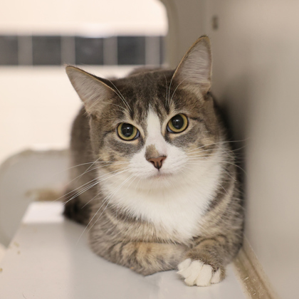 OSWALD - Domestic Shorthair / Mix available for adoption