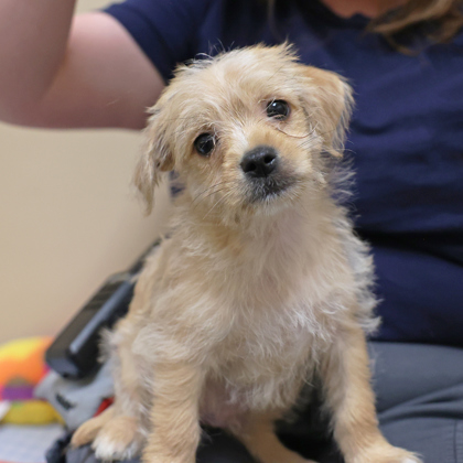 NADO - Mixed Breed, Small (under 24 lbs fully grown) / Mix available for adoption