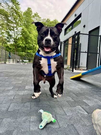 BLUTO - American Pit Bull Terrier / Mix available for adoption