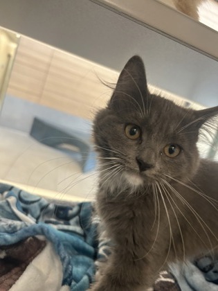 ESME - Domestic Medium Hair / Mix available for adoption
