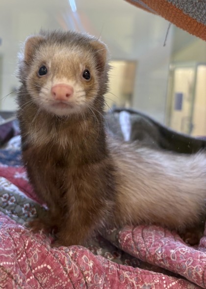 DAISY - Ferret / Ferret available for adoption