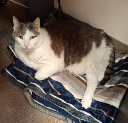 MING MING - Domestic Shorthair / Mix for adoption in Hartford
