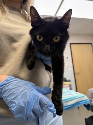 LILO - Domestic Shorthair / Mix for adoption in Hartford