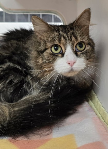 SINDEL - Domestic Longhair / Mix available for adoption