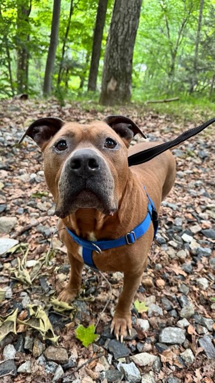 DESMOND - Pit Bull Terrier / Mix available for adoption
