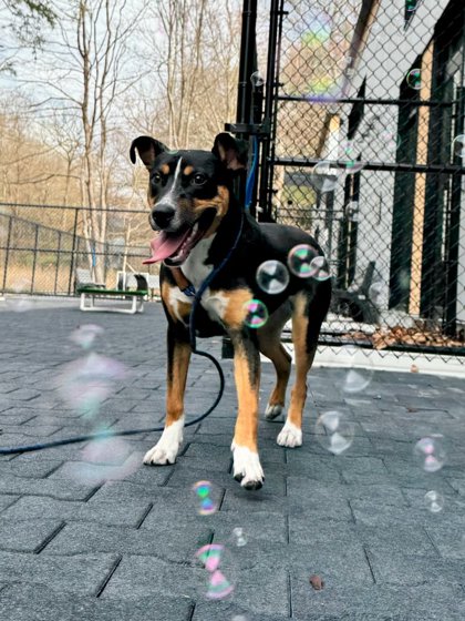 SALLY - Mixed Breed, Medium (up to 44 lbs fully grown) / Mix available for adoption