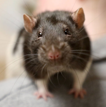RIBS - Rat / American available for adoption