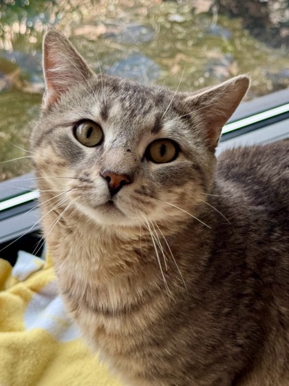 THUMPER - Domestic Shorthair / Mix available for adoption