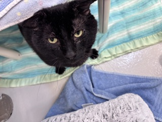 SAL - Domestic Shorthair / Mix available for adoption