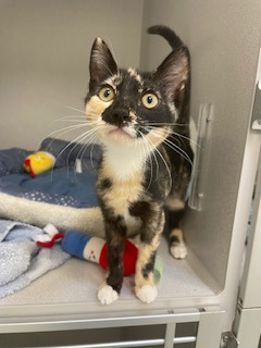 SEYMOUR - Domestic Shorthair / Mix for adoption in Hartford