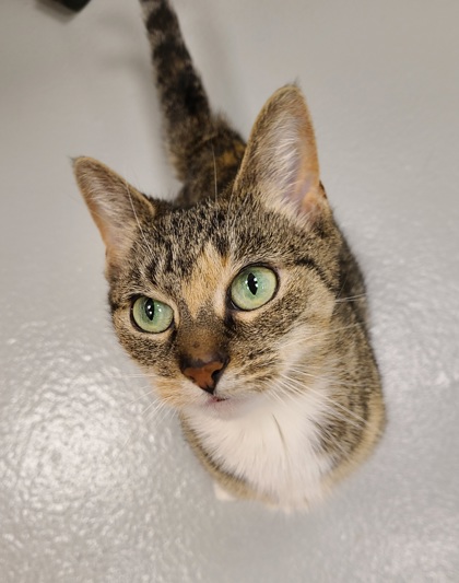 SAGE - Domestic Shorthair / Mix available for adoption