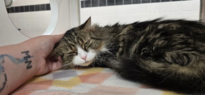 SINDEL - Domestic Longhair / Mix available for adoption