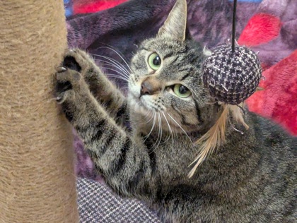 DASANI - Domestic Shorthair / Mix for adoption in Hartford