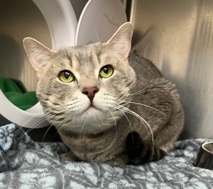 REESE - Domestic Shorthair / Mix available for adoption