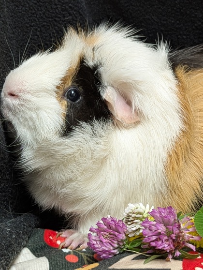 LUMPY - Guinea Pig / Guinea Pig available for adoption