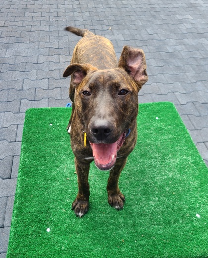 BOOGIE - Mixed Breed, Medium (up to 44 lbs fully grown) / Mix available for adoption
